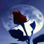 Ronal Msy